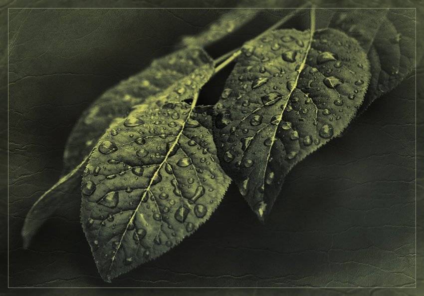 , Лана Тополева