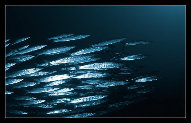 Барракуды 2 фото превью