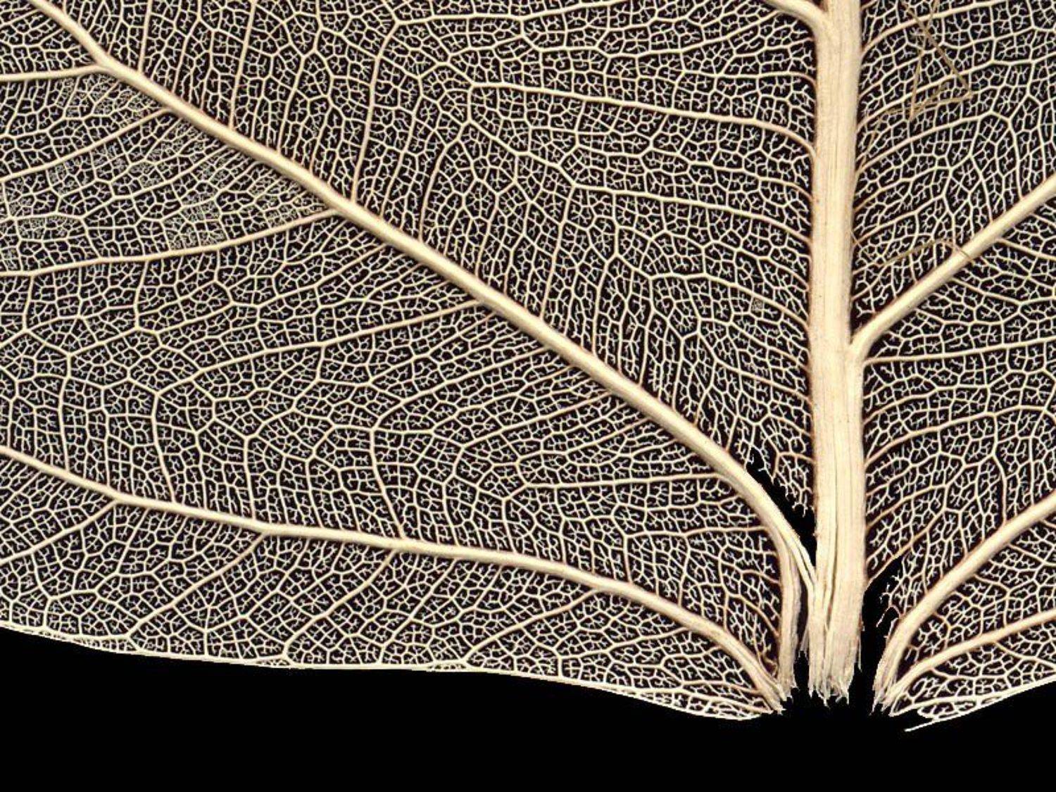 , Александр