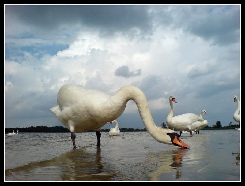 Лебединое озеро фото превью