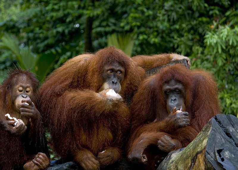 Сидим,жуем или рабочий полдень фото превью