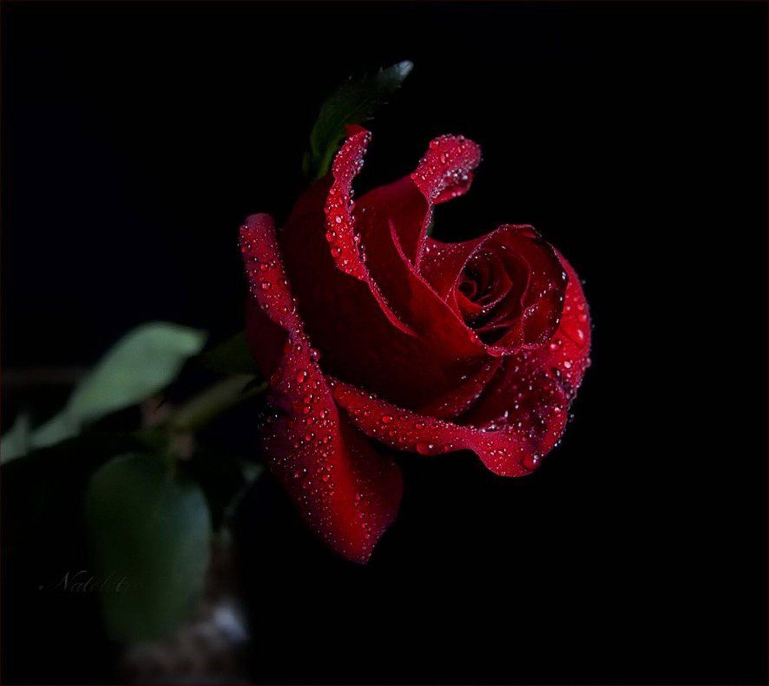 роза, Наталья Кузнецова (Nateletro)