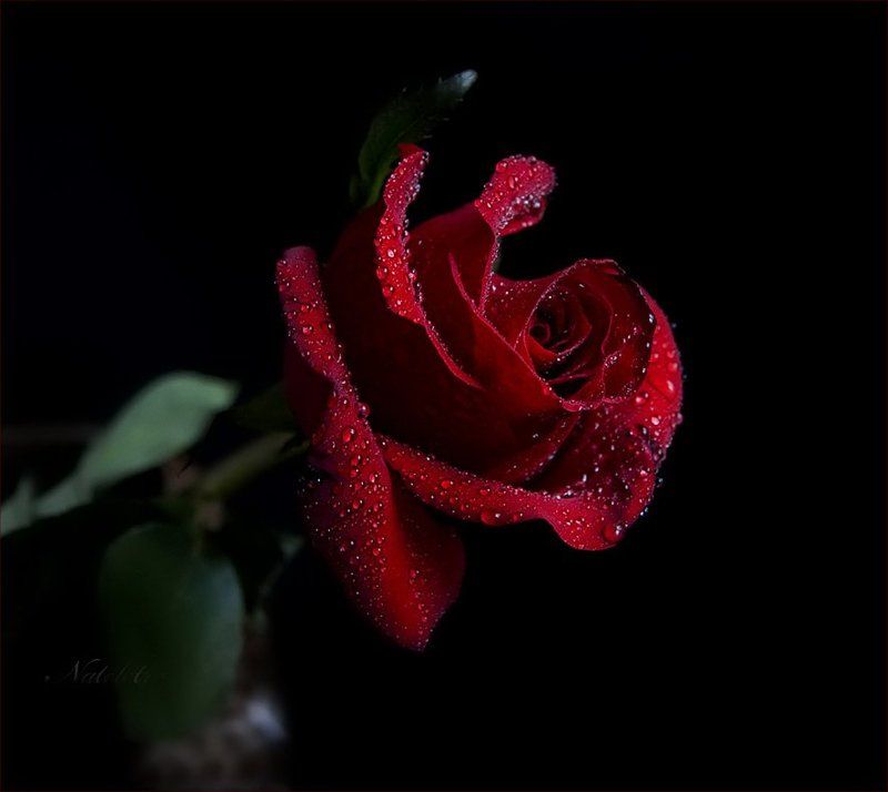 роза ~***~ фото превью