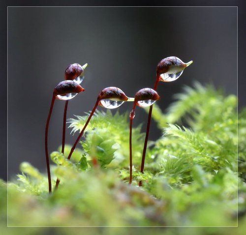 Компашка капитошек