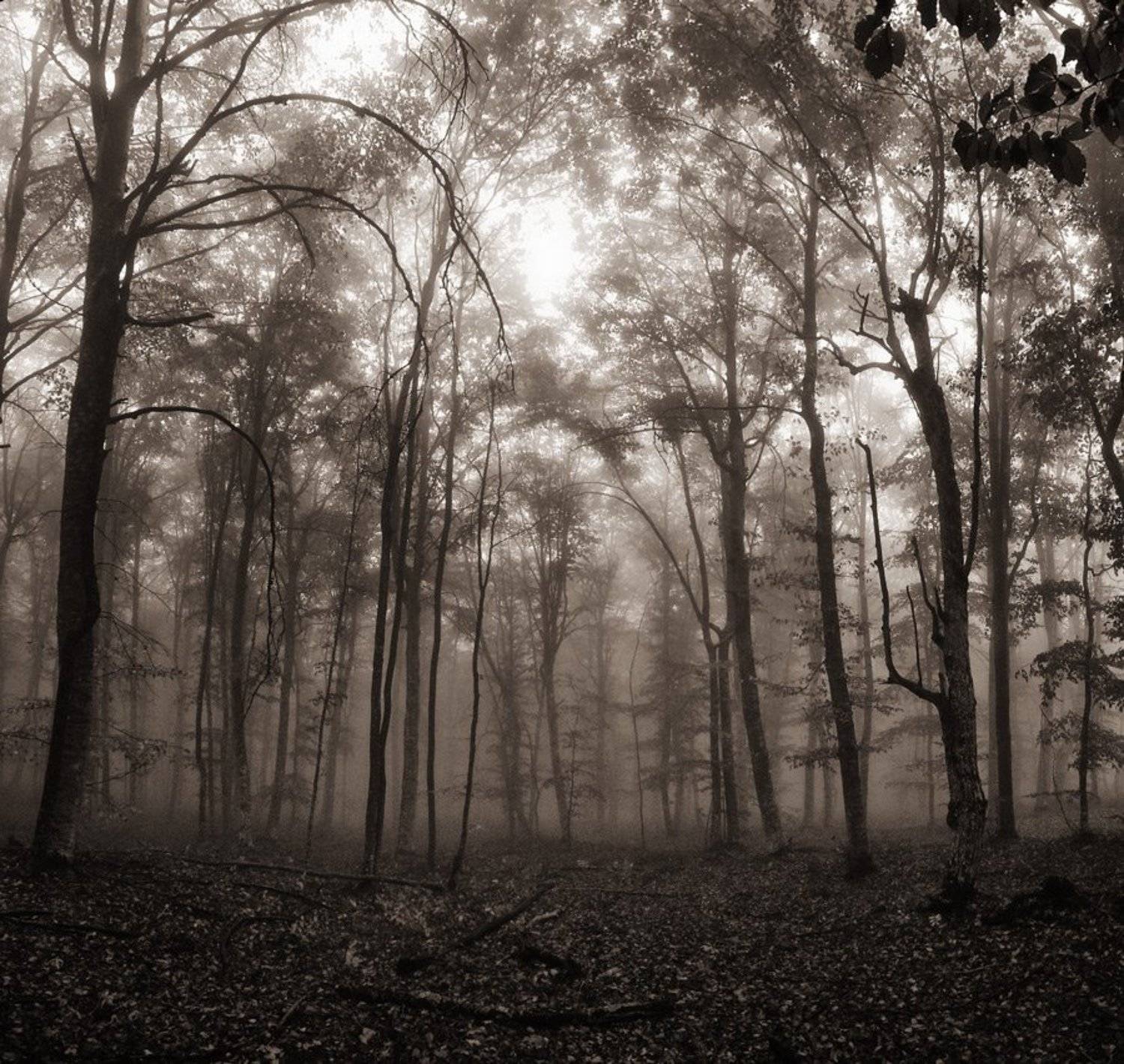 квадрат,туман,лес, Павел Хлыпенко