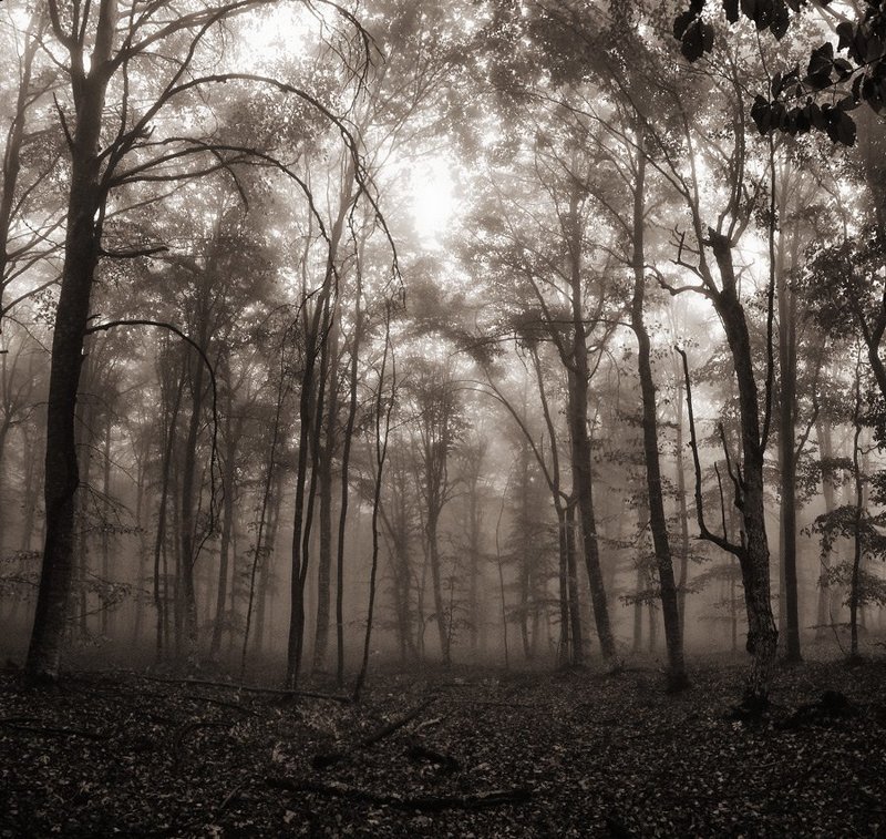 квадрат,туман,лес mystery фото превью