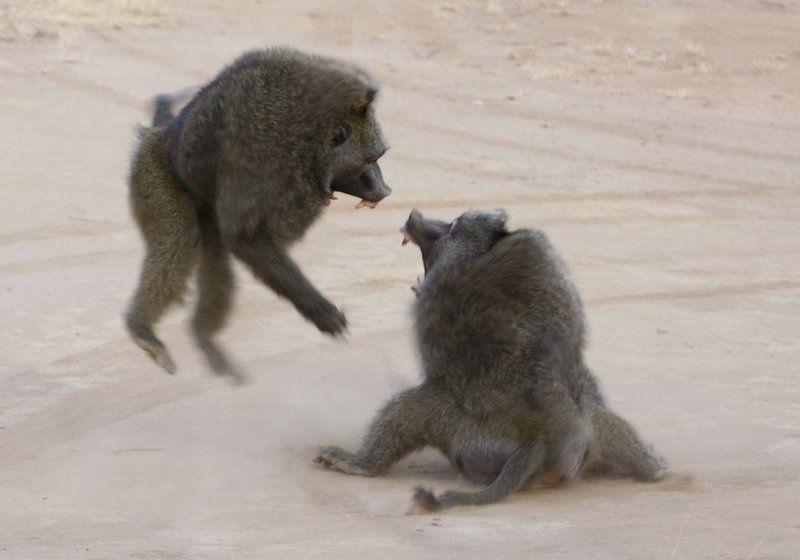 павианы, африка Бабуинобудни фото превью