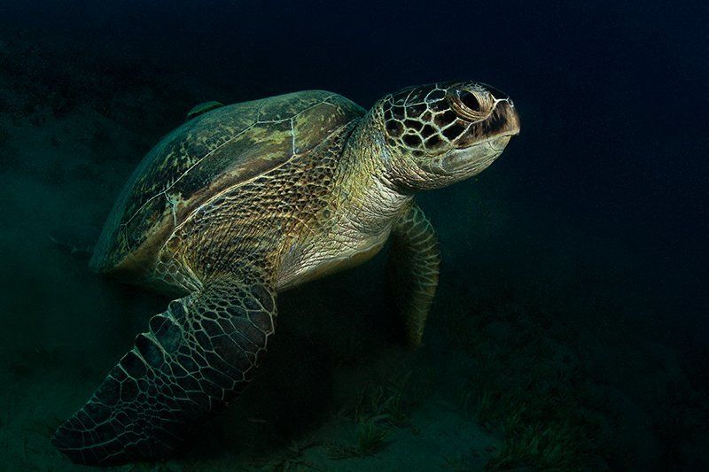 черепаха, прилипала, красное море, подводная съемка, солнце, вода покатай меня, пожалуйста, больша-а-а-ая черепаха! фото превью