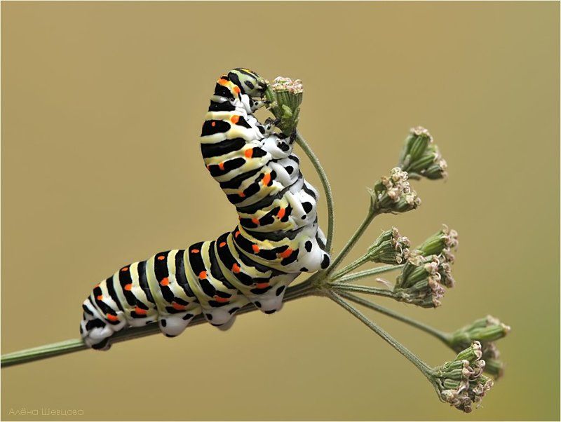 гусеница, махаона Гусеница Махаона фото превью