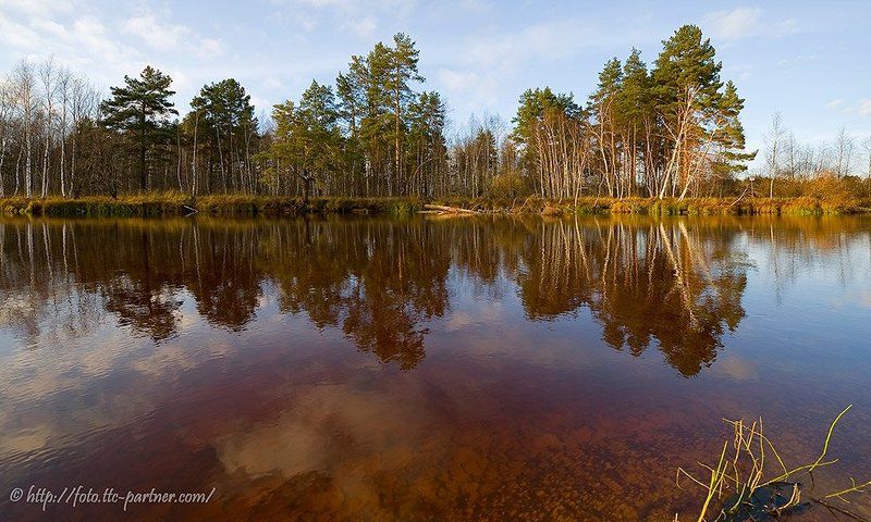 осень, река, лес, окский заповедник, панорама Серия \