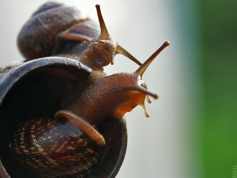 улитки город улиток фото превью