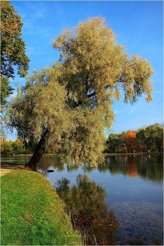 осень,озеро, Осень фото превью