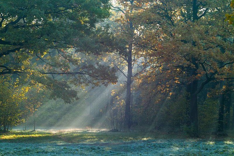 солнечный свет... фото превью