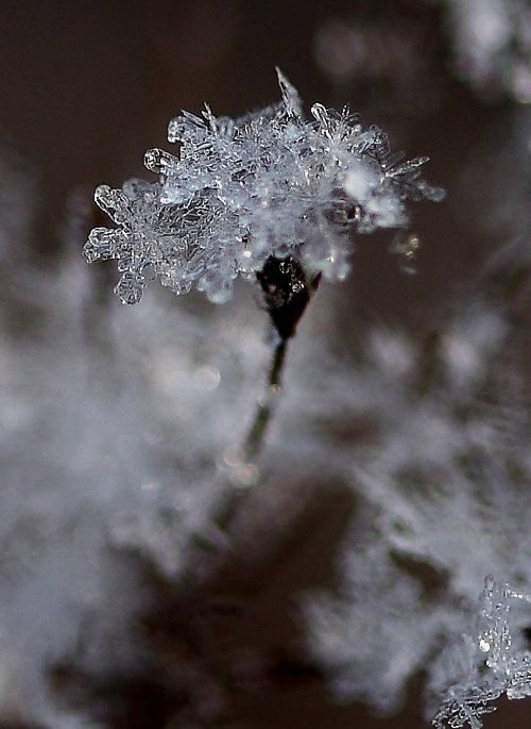 снежинка, цветок, Юлия Новохатько