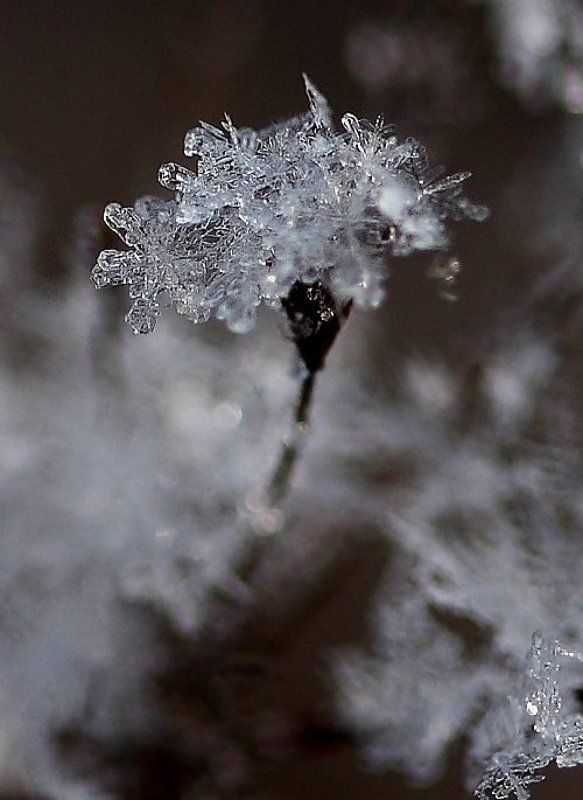 снежинка, цветок Цветочек для Снегурочки фото превью