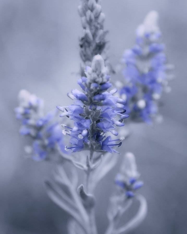 , Лана Тополева