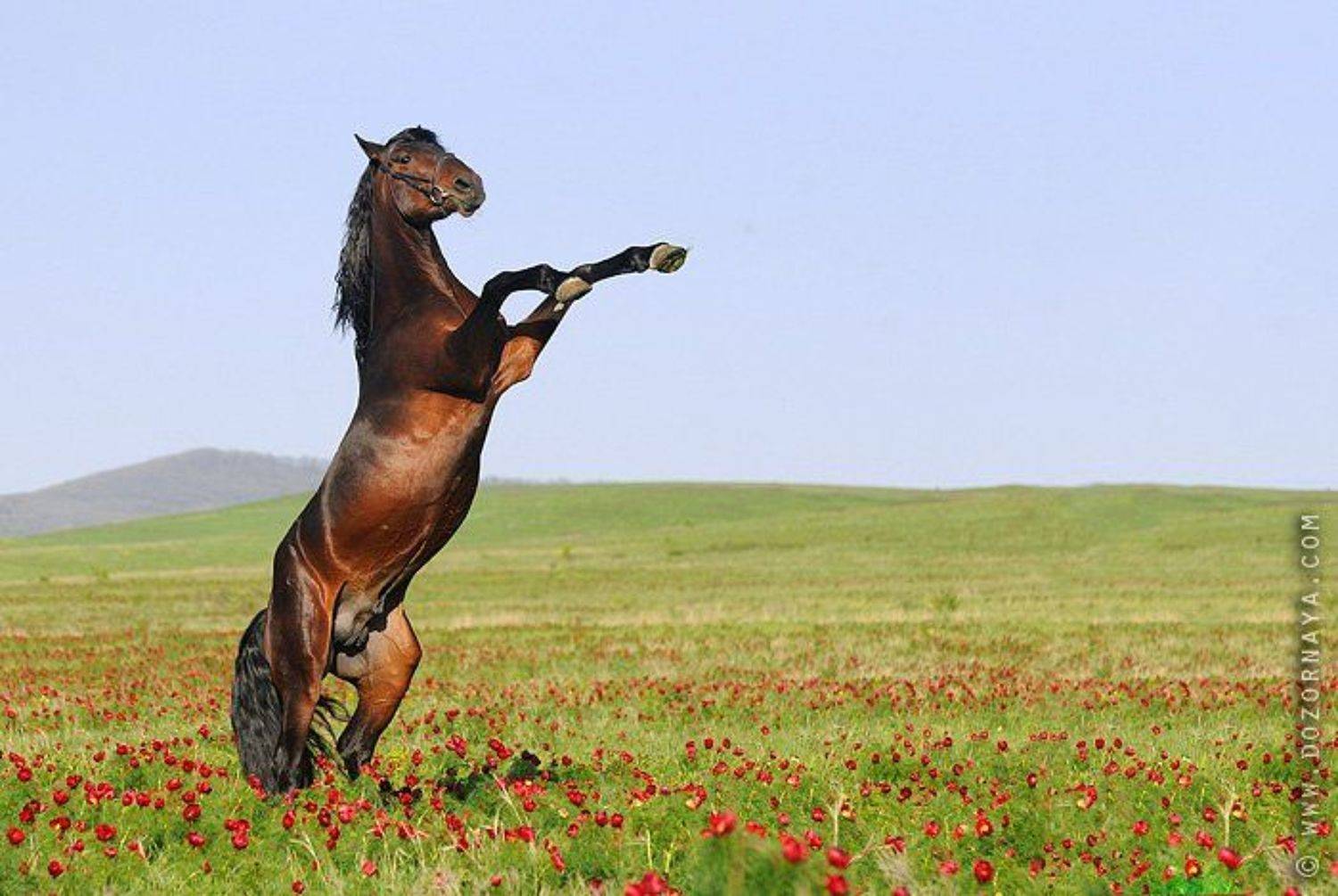 лошадь, цветы, поле, Тамара