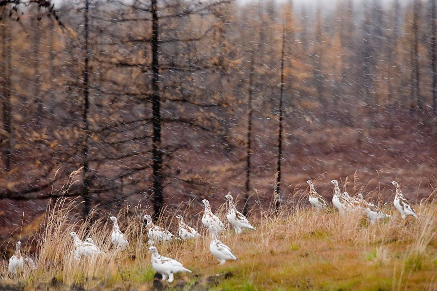 природа, север, осень, пейзаж, животные, птицы, куропатки, Danil Husainov