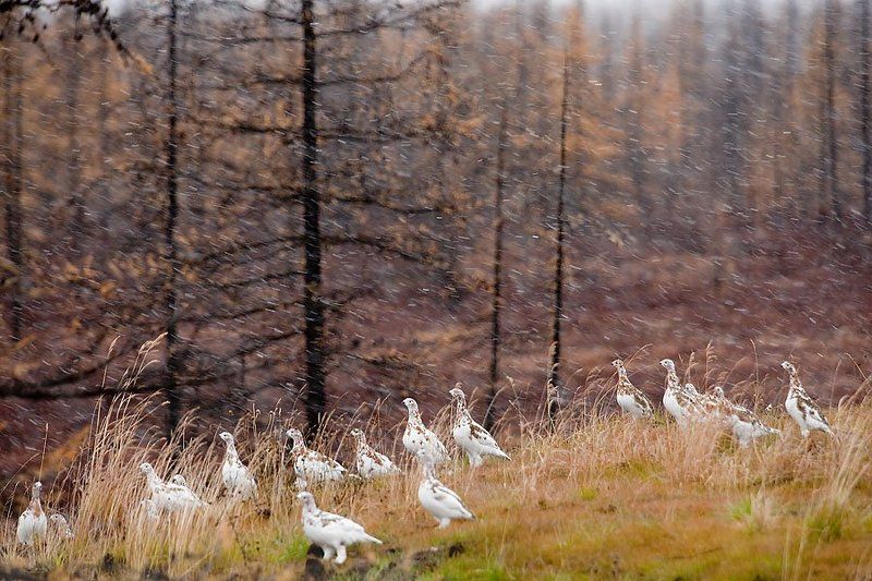 природа, север, осень, пейзаж, животные, птицы, куропатки в ожидании зимы фото превью