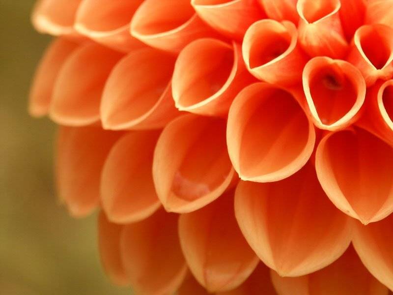 георгин, Анастасия Селезнева