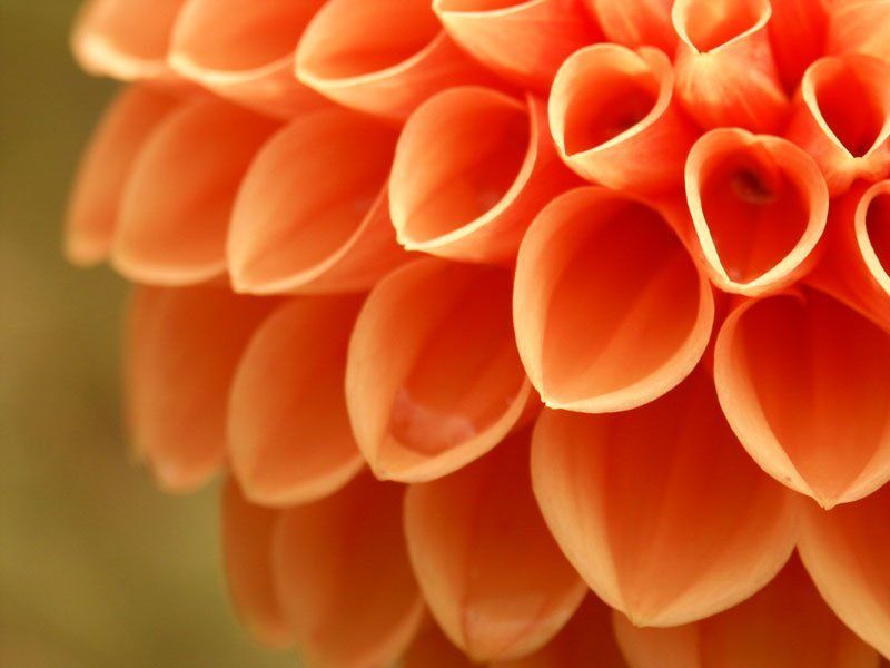 георгин георгин фото превью