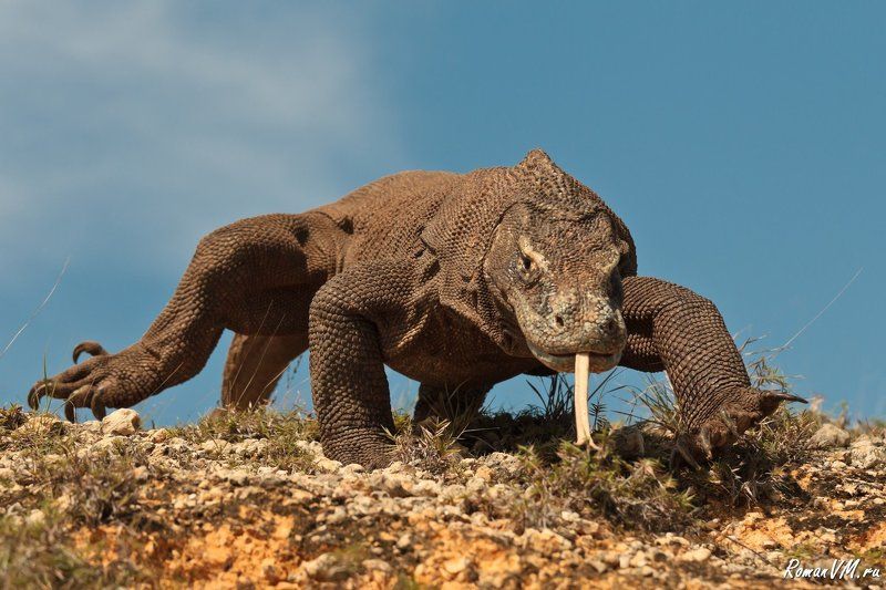 индонезия, варан, дракон Пришелец. фото превью