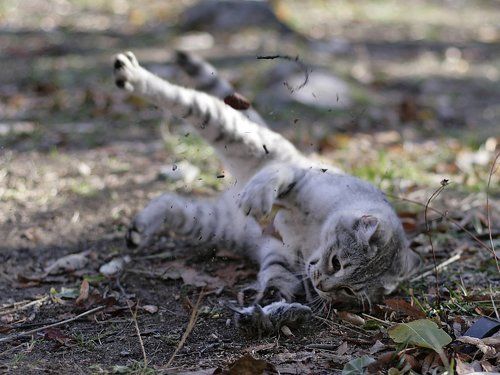 Кошки-Мышки