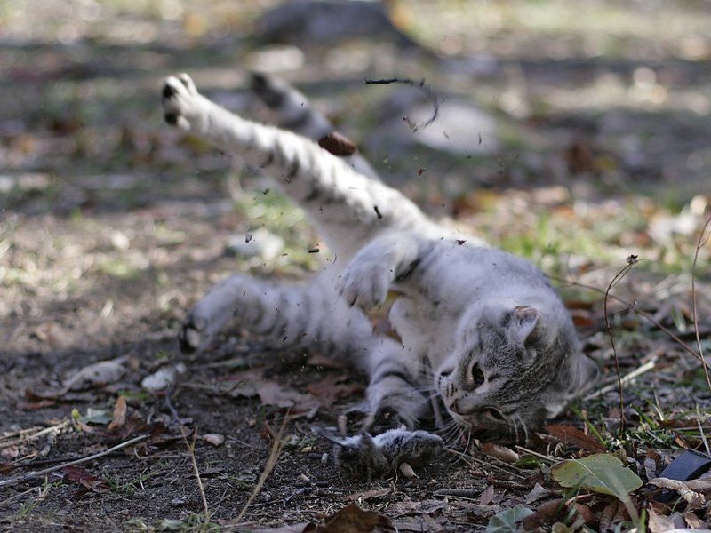 кошки, мышки, игры Кошки-Мышки фото превью