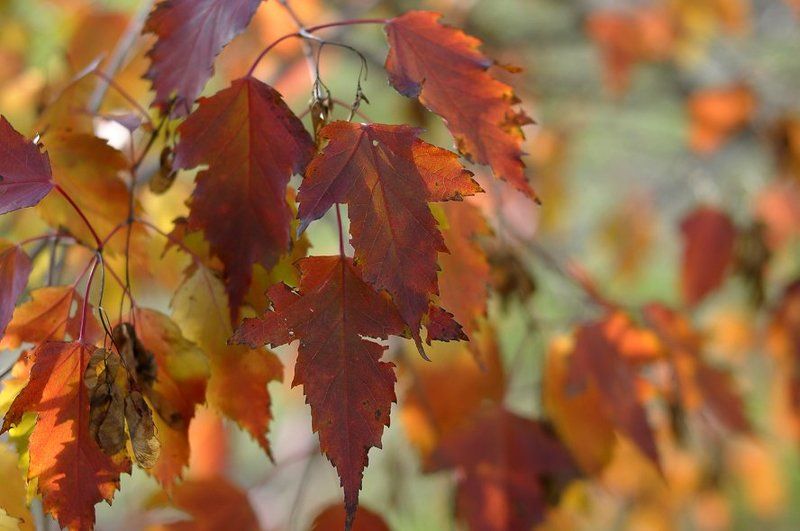 Цвета Осени. фото превью