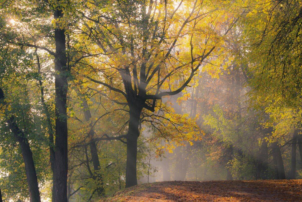 ******, Гамидов Мурад