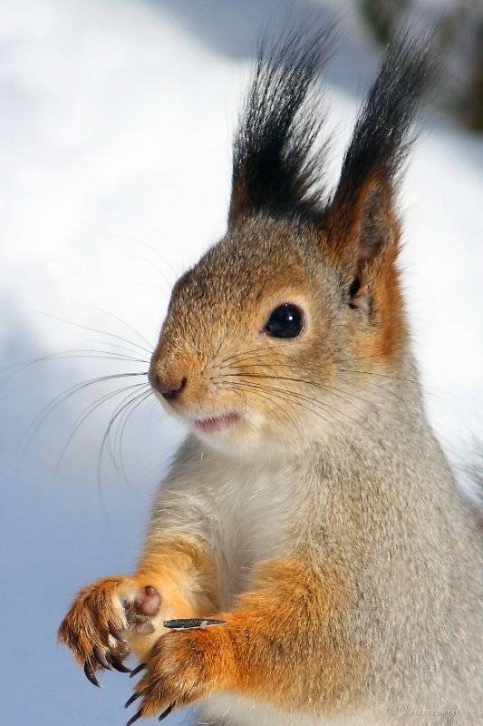 белка,природа,флора,фауна, Алексеев Дмитрий