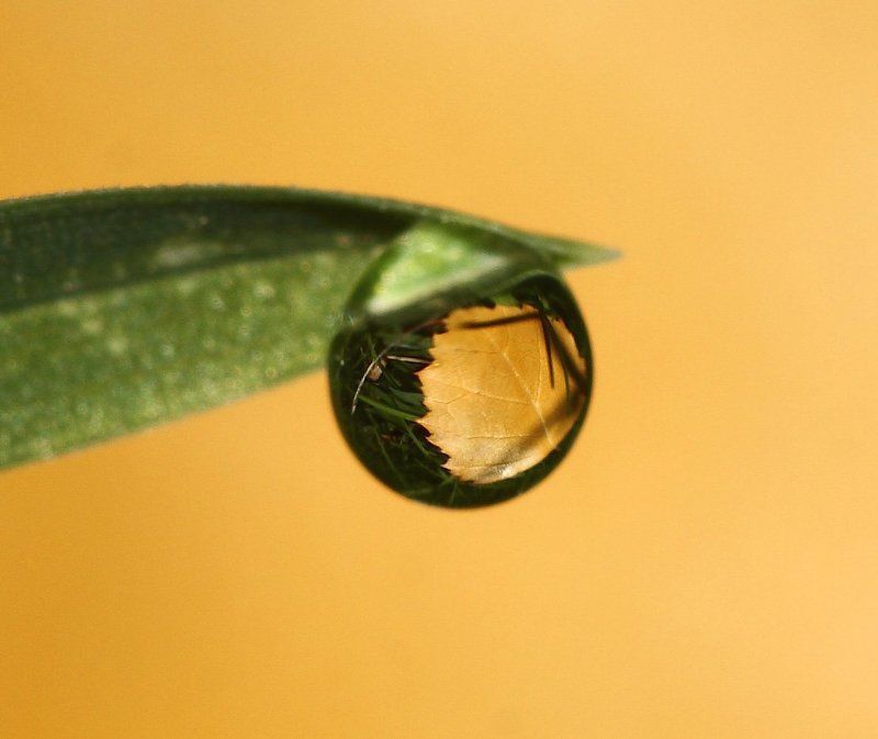 роса, осень Рыжее настроение фото превью