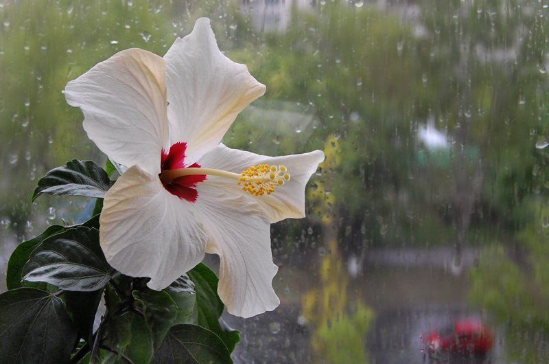 на фоне летнего дождя фото превью