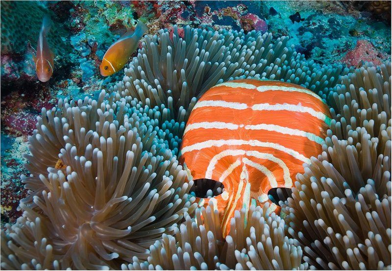 Мы не одни фото превью