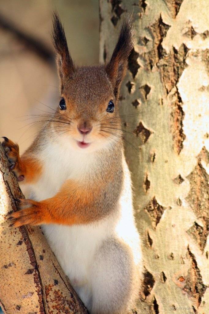 белка,природа,флора,фауна, Алексеев Дмитрий