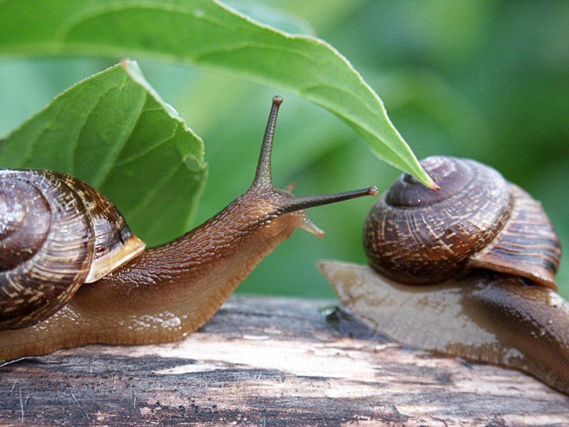 улитки милая улитуличка, куда же вы ? :) фото превью