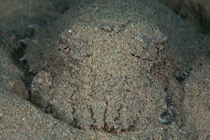 красное море, подводная съемка, риф, каракатица как выглядит каракатица фото превью