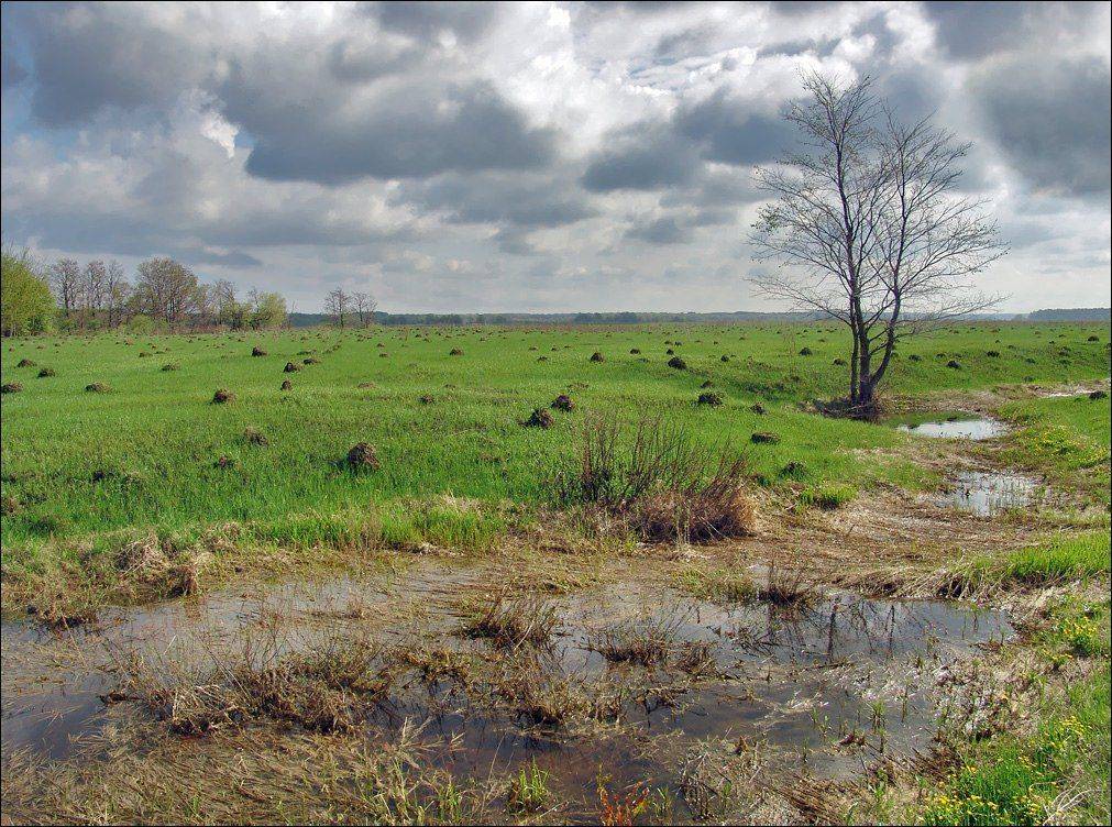 поле, рязаньщина, весна, Тарасов Алексей