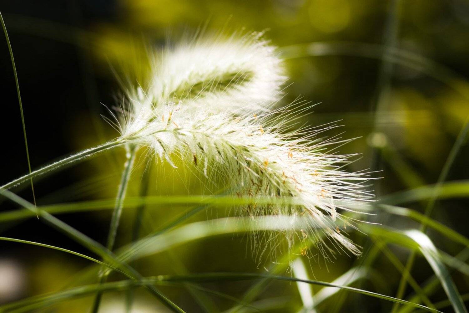 лето, колосок, солнце, зелень, Roman