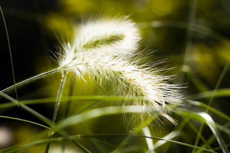 лето, колосок, солнце, зелень Навстречу солнцу фото превью
