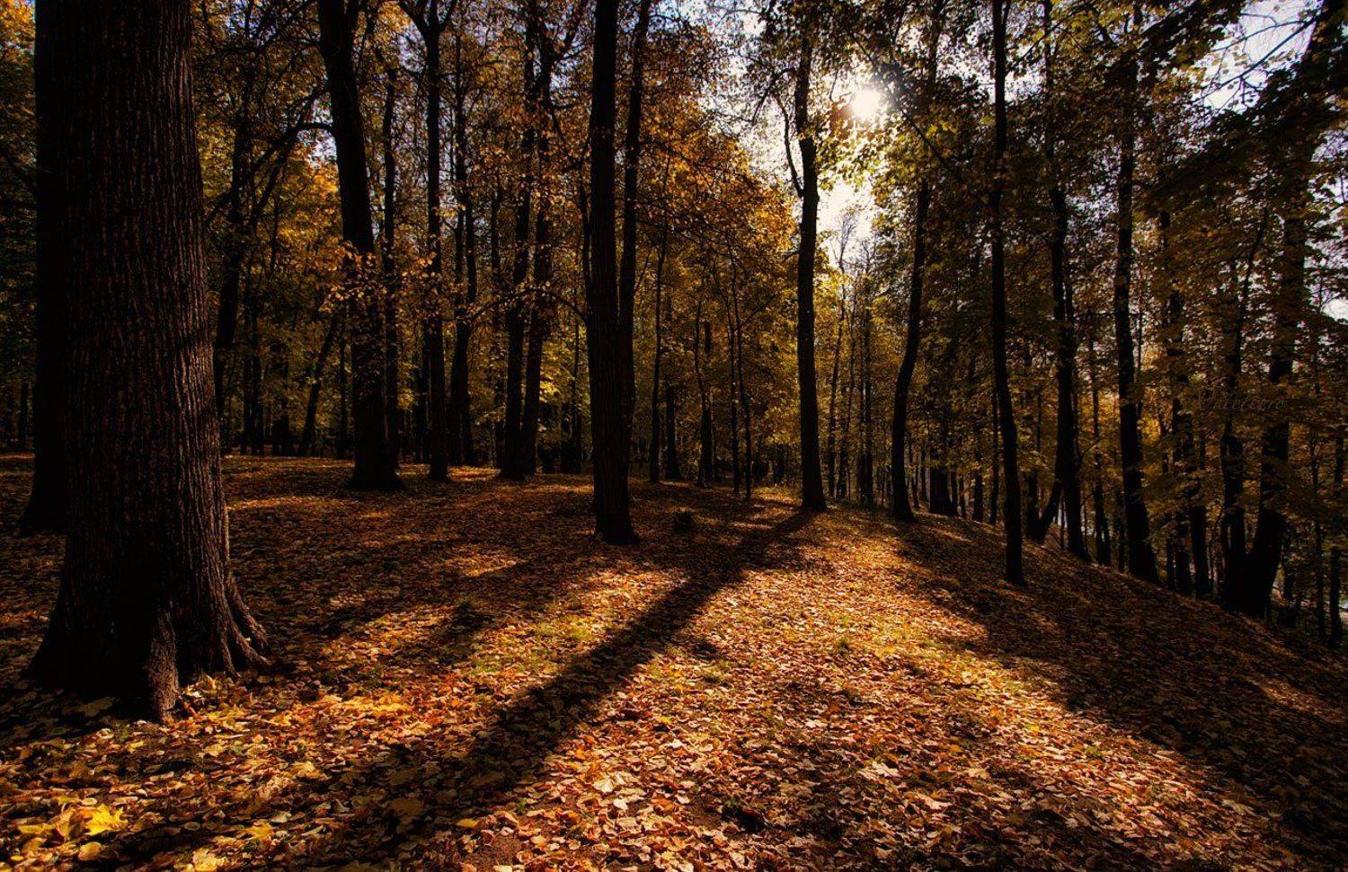 царицыно, природа, осень, Наталья Кузнецова (Nateletro)