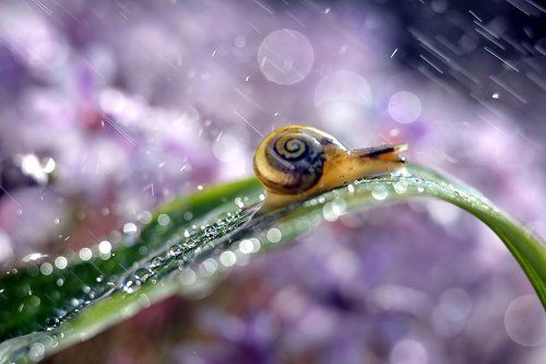 In the rain up the hill