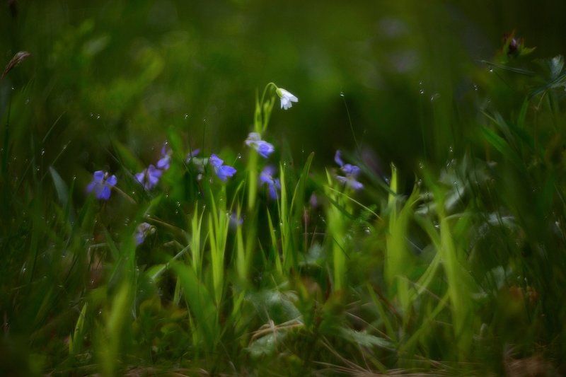 макро, цветы, helios, гелиос Белоснежка. . . пробуждение. . . фото превью