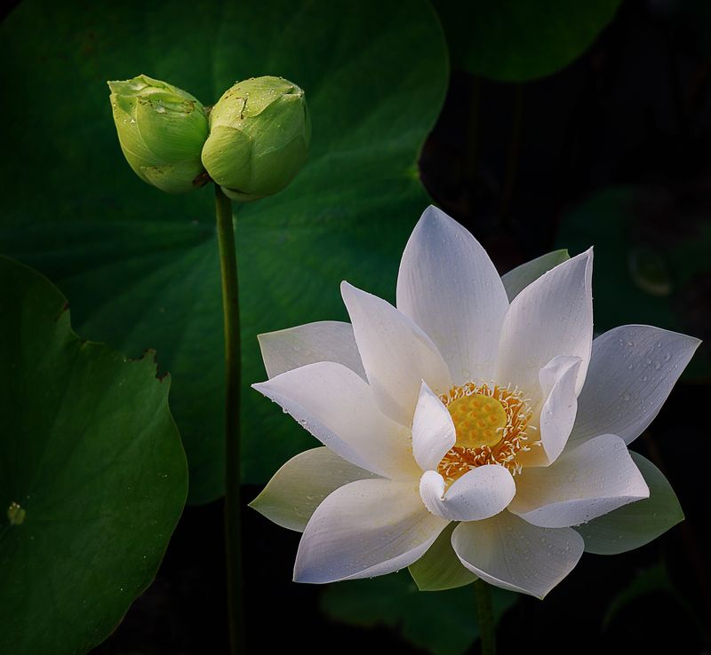 Lotus фото превью