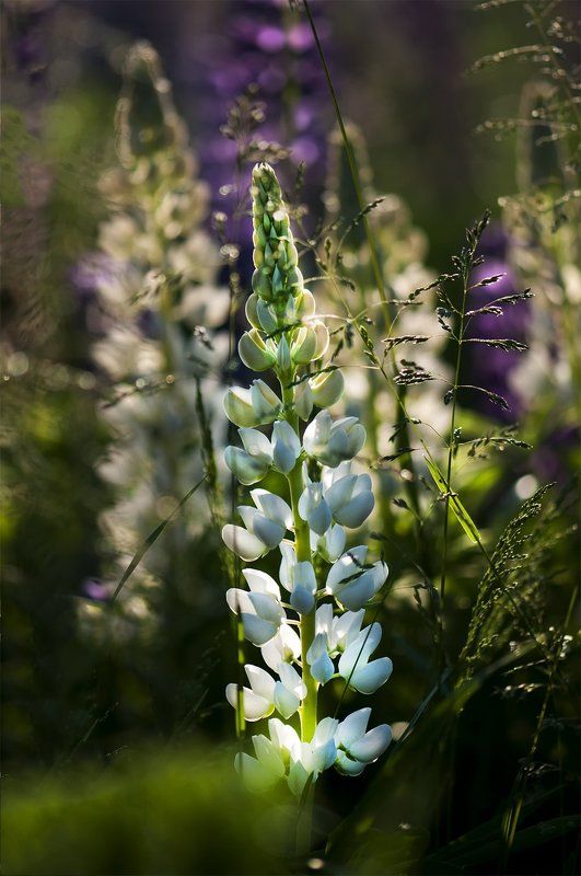 lupines,flowers When surrounded by the shadows of lupine фото превью