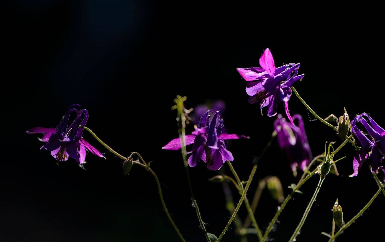 природа, макро, цветы, аквилегия, водосбор, контровый свет, Неля Рачкова