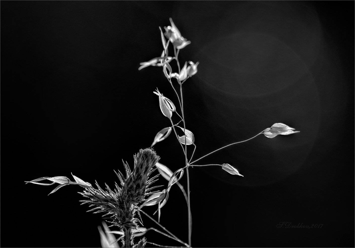 цветы, весна, ч/б,, Sergey Drobkov