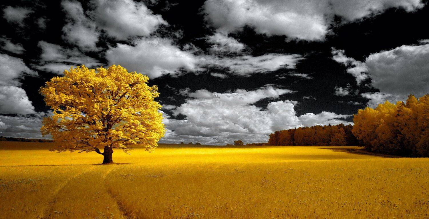 infrared,ик-фото,инфракрасное фото,инфракрасная фотография,пейзаж,природа,беларусь,весна, Sixten ( Сергей )