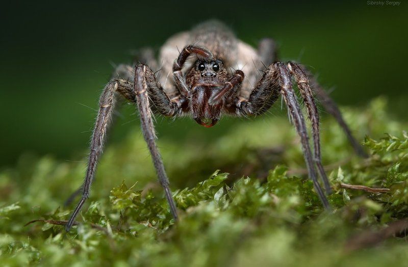 Далеко гляжу... фото превью