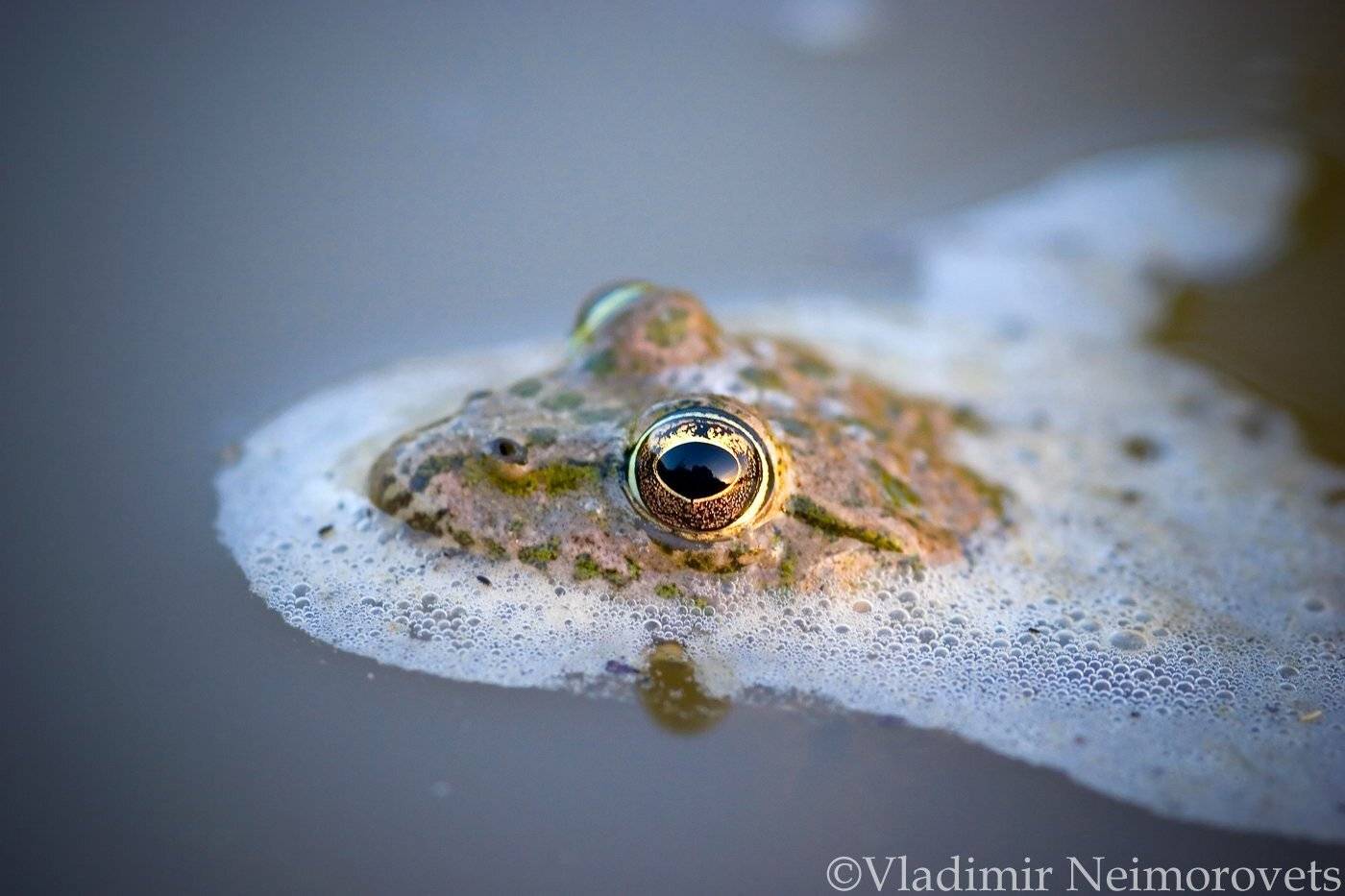 frog, Krasnodar Territory, North-Western Caucasus, marsh frog, Rana ridibunda, лягушка, Pelophylax ridibundus, лягушка озёрная, Северо-Западный Кавказ, Краснодарский край,  the marsh frog, Владимир Нейморовец